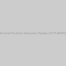 Image of Dog N-Terminal Pro-Brain Natriuretic Peptide (NT-ProBNP)CLIA Kit